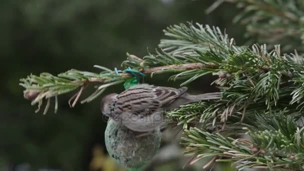 Haussperling sucht Samen auf Vogelfett-Ball — Stockvideo