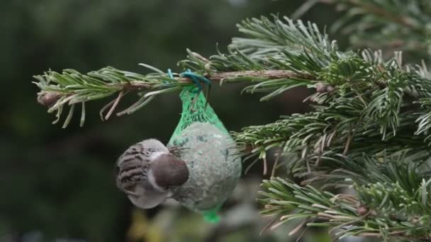 Воробей ищет семена на птичьем жирном шаре — стоковое видео