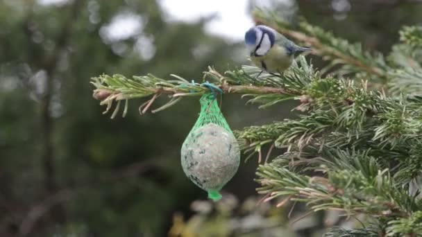 Blue tit feeding on bird fat ball in winter. — Stock Video