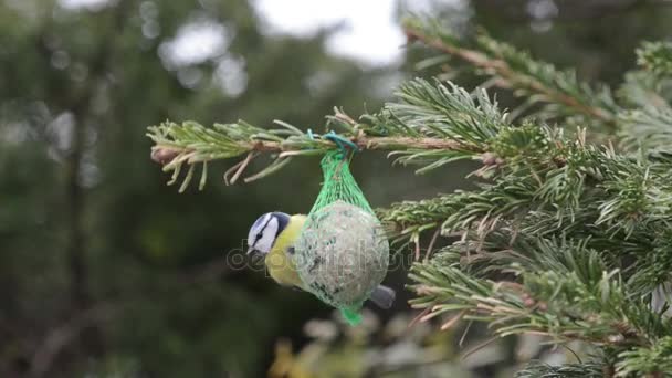 Sýkora modřinka a sparrow krmení na ptačí tukové koule v zimě. — Stock video