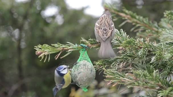 Sýkora modřinka a sparrow krmení na ptačí tukové koule v zimě. — Stock video