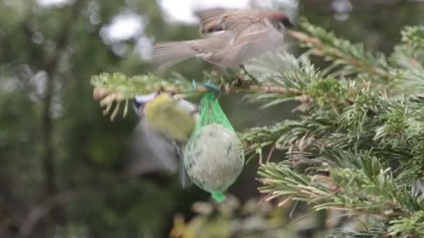 Blue tit and sparrow feeding on bird fat ball in winter. — Stock Video