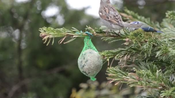 Mésange bleue et moineau se nourrissant de boule de graisse d'oiseau en hiver . — Video