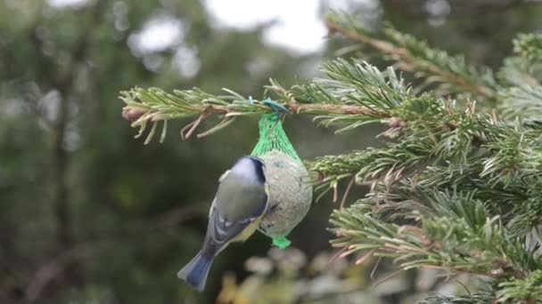 Сині цицьки годують птахів жирним м'ячем взимку . — стокове відео