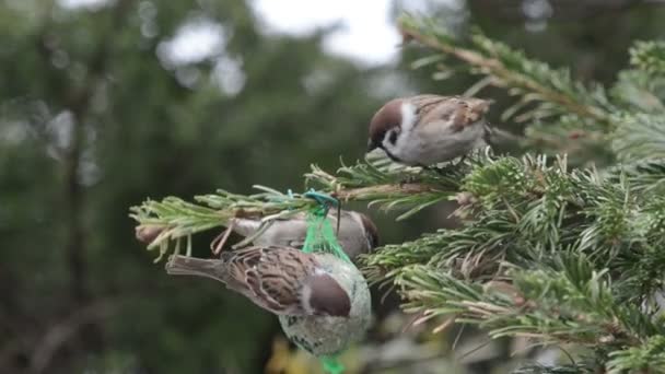 Mannelijke huismus zaden op vogel vet bal zoeken — Stockvideo