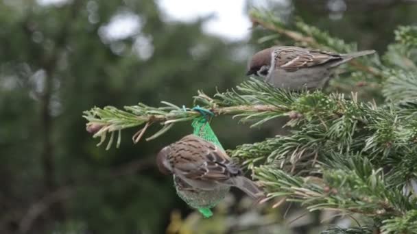 Haussperling sucht Samen auf Vogelfett-Ball — Stockvideo