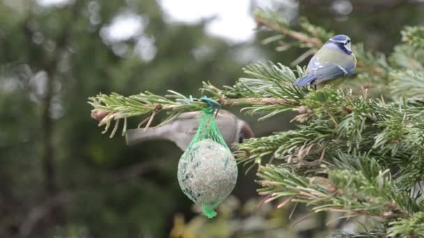 Teta azul y gorrión alimentándose de bola gorda de ave en invierno . — Vídeo de stock