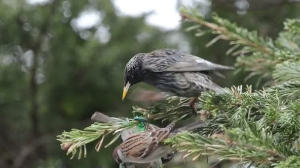 Starling tohumlar kuş yağ topu üzerinde arama — Stok video