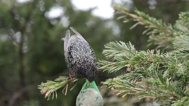 Spreeuw zaden op vogel vet bal zoeken — Stockvideo