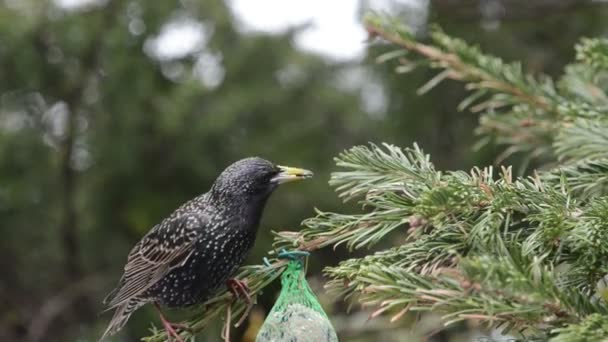 Spreeuw zaden op vogel vet bal zoeken — Stockvideo