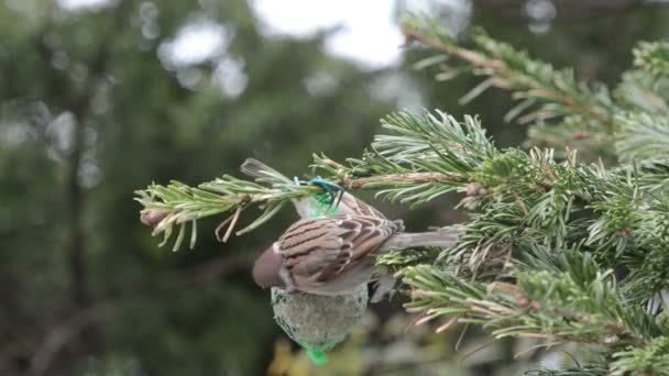 Gorrión de casa macho buscando semillas en bola de grasa de pájaro — Vídeos de Stock