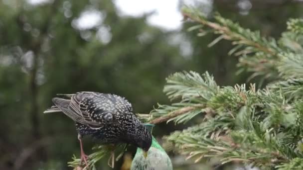 Starling procurando sementes na bola de gordura de pássaro — Vídeo de Stock