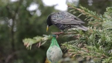 starling tohumlar kuş yağ topu üzerinde arama
