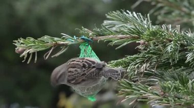 Erkek evi serçe tohumlar kuş yağ topu üzerinde arama