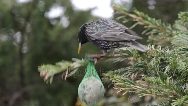Starling hledání semen na ptačí tukové koule — Stock video