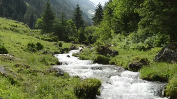 Zillertal-Alperna strömma vatten dock skogen och bergen. Hohe Tauern nation park. Schwarzachtal. — Stockvideo