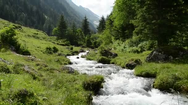 Los Alpes Zillertales arrojan agua a través de bosques y montañas. Parque nacional Hohe Tauern. Schwarzachtal . — Vídeos de Stock