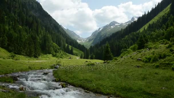 Los Alpes Zillertales arrojan agua a través de bosques y montañas. Parque nacional Hohe Tauern. Schwarzachtal . — Vídeos de Stock