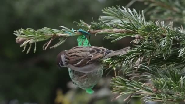 Sýkora modřinka a sparrow krmení na ptačí tukové koule v zimě. — Stock video