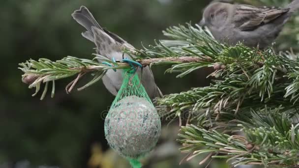 Manliga gråsparven söka frön på fågeln fett ball — Stockvideo