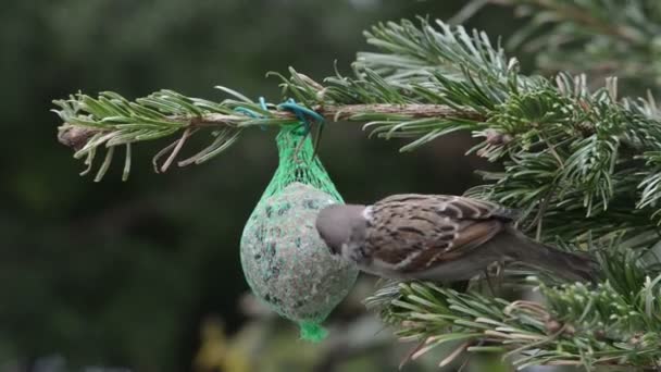 Manliga gråsparven söka frön på fågeln fett ball — Stockvideo