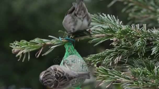 Воробей ищет семена на птичьем жирном шаре — стоковое видео