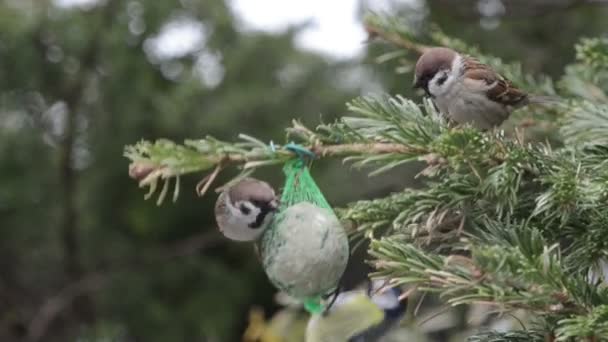 Blue tit and sparrow feeding on bird fat ball in winter. — Αρχείο Βίντεο