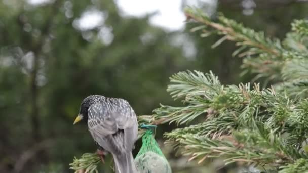 Ortak starling tohumlar kuş yağ topu üzerinde arama — Stok video