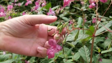 Himalaya Balsam çiçek (Impatiens Tagetes) tohumları dokunmadan el. uçup tohumları. Polis olarak da bilinen bitki kask, Bobby başında, bakır üstleri ve Gnome Cstone
