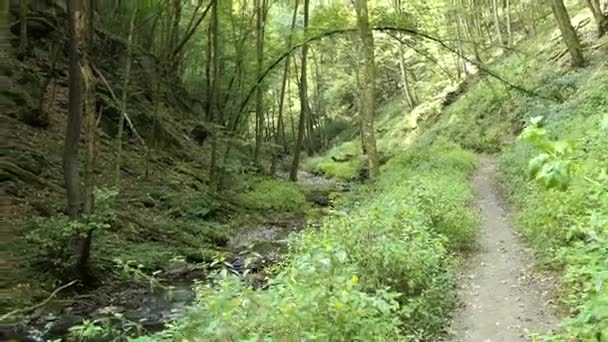 Ruta de senderismo a través del valle del arroyo endert salvaje hacia la ciudad del río Mosela Cochem (Alemania). Wilde Endert — Vídeos de Stock