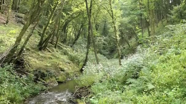 Sentiero escursionistico attraverso la valle del ruscello selvaggio verso la città fluviale Mosella Cochem (Germania). Wilde Endert — Video Stock