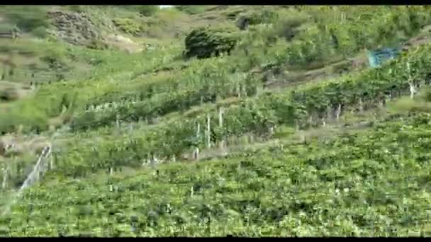 Dirigindo com um carro ao longo da região do rio Mosel ao lado de Bremm (Alemanha). campos e aldeia em segundo plano. landscape.tractor na frente . — Vídeo de Stock