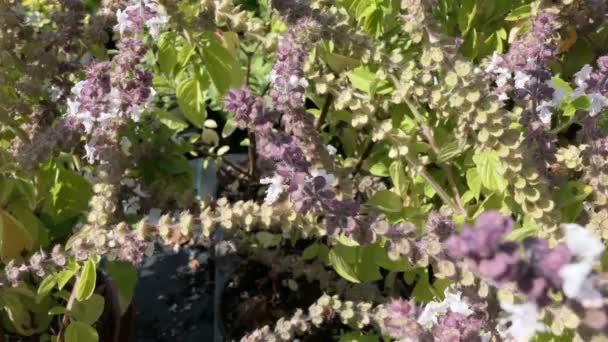 Europese wol carder bee op bloeiende kruid van de basilicum. Wild Solitaire bijen. — Stockvideo