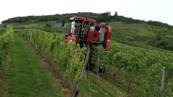 Wine harvest on a vineyard at Mosel river in Germany. Mechanical harvesting with self-propelled grape harvester. — Stock Video