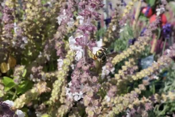 Abeille cardeuse de laine européenne sur herbe de basilic en fleurs. abeille solitaire sauvage . — Video