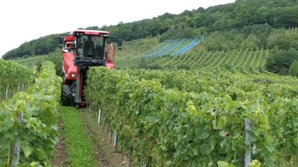 Vendange sur un vignoble de la Moselle en Allemagne. Récolte mécanique avec vendangeuse automotrice . — Video