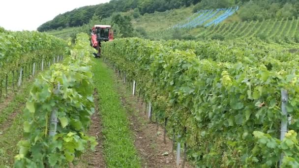 Cosecha de vino en un viñedo en el río Mosel en Alemania. Cosecha mecánica con cosechadora de uva autopropulsada . — Vídeos de Stock