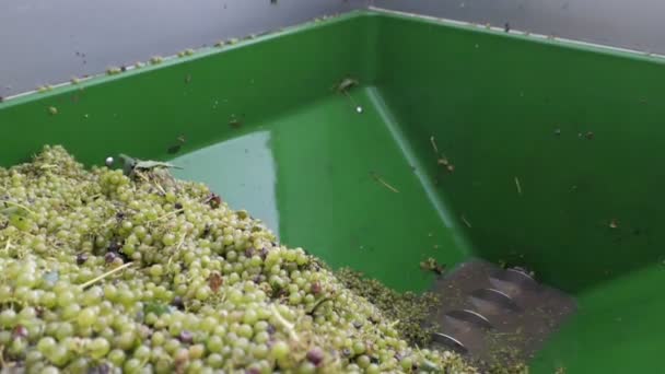 Wine harvest at mosel river (Germany). grapes on a tractor trailer. — Stock Video