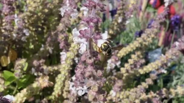 Abelha carder lã europeia em floração manjericão erva. abelha solitária selvagem . — Vídeo de Stock