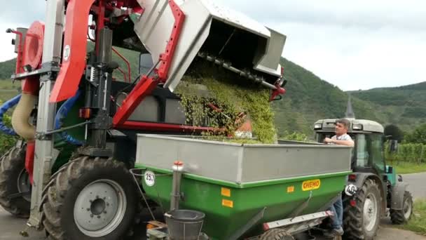 Weinlese auf einem Weinberg an der Mosel in Deutschland. Mechanische Ernte mit selbstfahrenden Traubenerntemaschinen. — Stockvideo