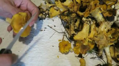 Altın chanterelles mantar temizleme eller. Mevsimlik gıda