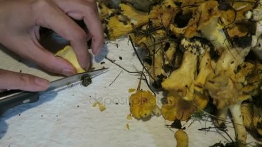 Altın chanterelles mantar temizleme eller. Mevsimlik gıda