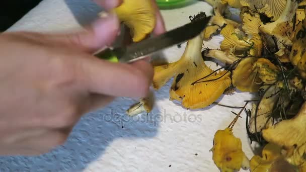 Nettoyage des mains champignon chanterelles doré. nourriture saisonnière — Video