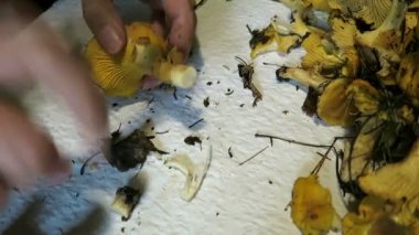 Altın chanterelles mantar temizleme eller. Mevsimlik gıda