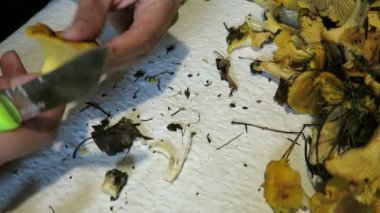 Altın chanterelles mantar temizleme eller. Mevsimlik gıda