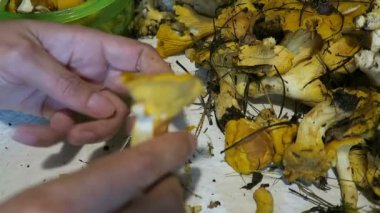 Altın chanterelles mantar temizleme eller. Mevsimlik gıda