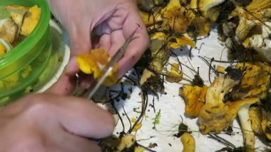 Altın chanterelles mantar temizleme eller. Mevsimlik gıda