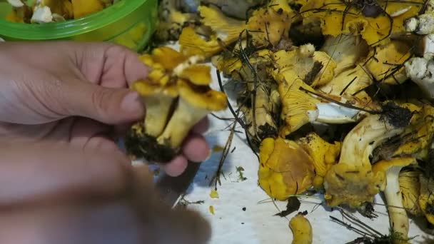 Mãos limpando o cogumelo de chanterelles dourado. alimentos sazonais — Vídeo de Stock