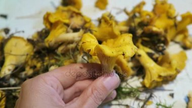 Altın chanterelles mantar tutan eller. Mevsimlik gıda