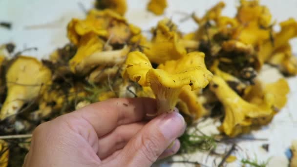 Mãos que mantêm o cogumelo de chanterelles dourado. alimentos sazonais — Vídeo de Stock